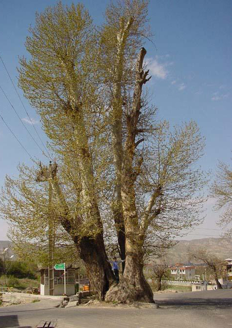 درخت چنار پنج هزار ساله